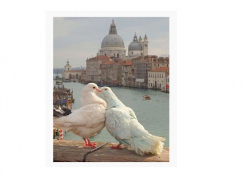 Картина по номерам арт. RA73520 Пара голубей 40*50 в кор.