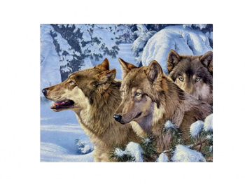 Картина по номерам арт. RA73839 Стая волков 40*50 в кор. Картина по номерам арт. RA73839 Стая волков 40*50 в кор.